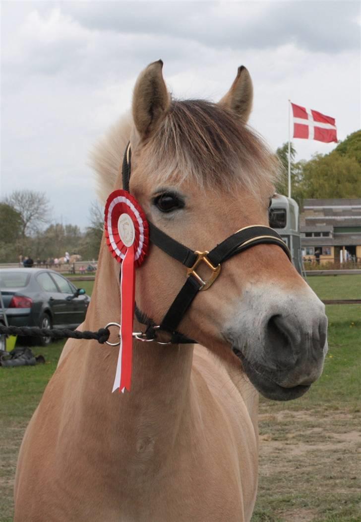 Fjordhest  Pia Bakkely (Pip <3) - 1. plads i LB1 til Stævne Fyn <3 billede 6