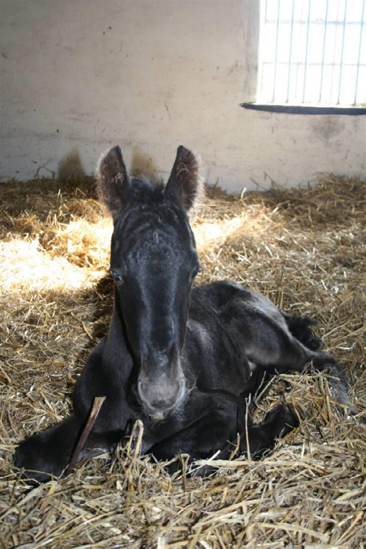 Frieser Wytse Van Boreel - Her er han ca. 3 timer gammel billede 1