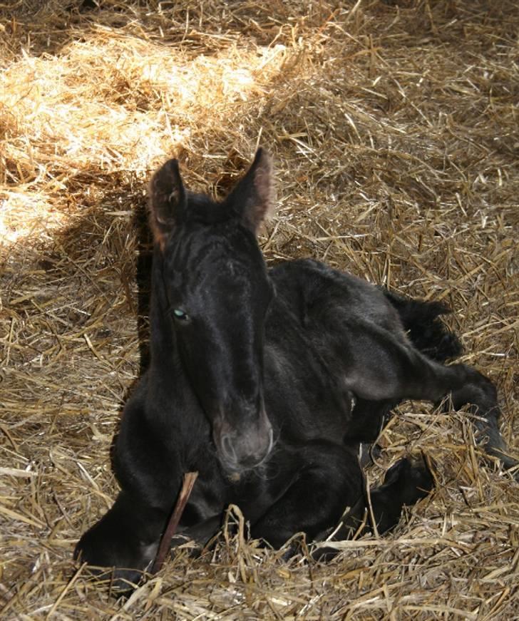 Frieser Wytse Van Boreel - ca. 3 timer gammel billede 2