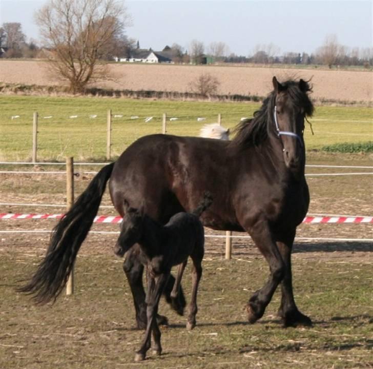 Frieser Wytse Van Boreel - Jes jeg kan bukke. billede 7