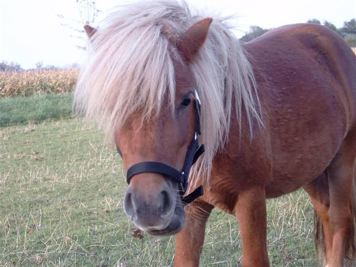 Miniature Søbygård´s Champion  billede 1