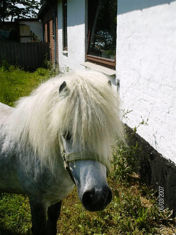 Shetlænder Charlie  - Hej med jer. Velkommen til min profil ... høhøhøh billede 1