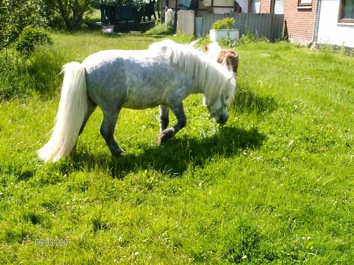 Shetlænder Charlie  billede 2