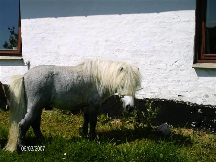 Shetlænder Charlie  billede 3