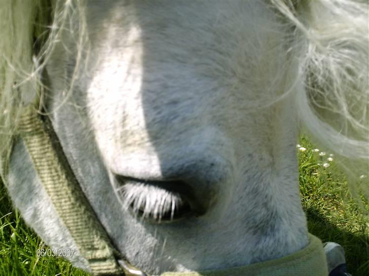 Shetlænder Charlie  billede 4