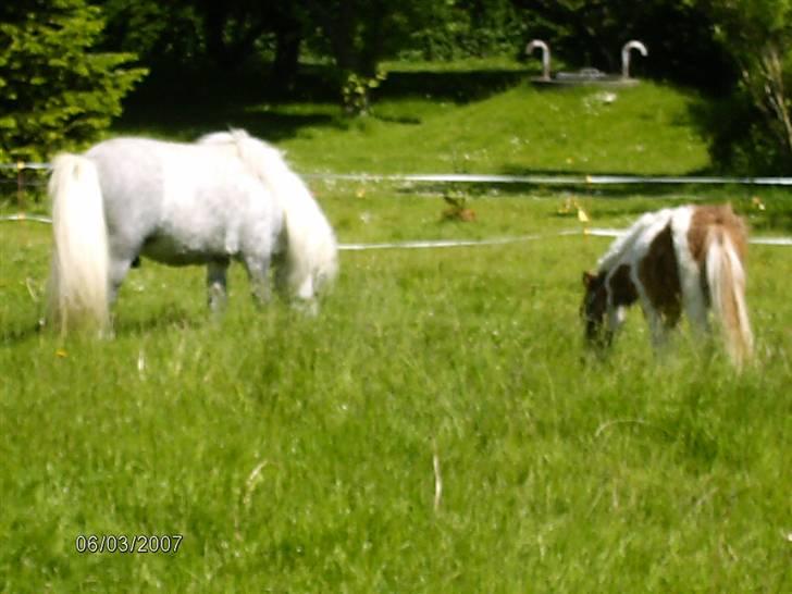 Shetlænder Charlie  billede 5