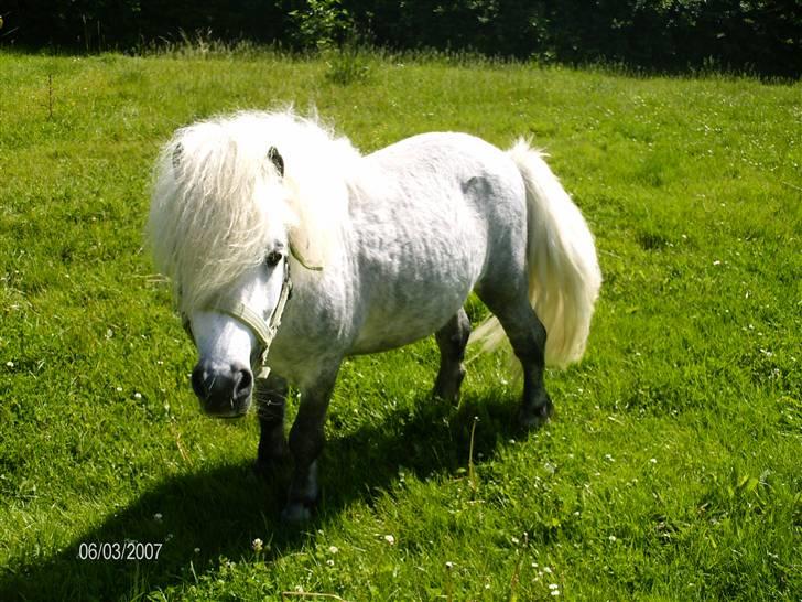 Shetlænder Charlie  billede 6