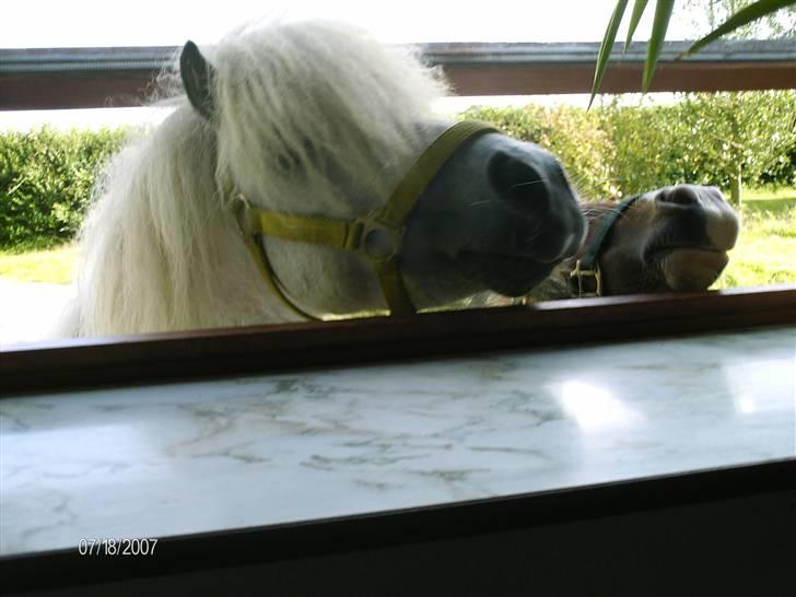 Shetlænder Charlie  - Øhhh er der mad??? :-) billede 7