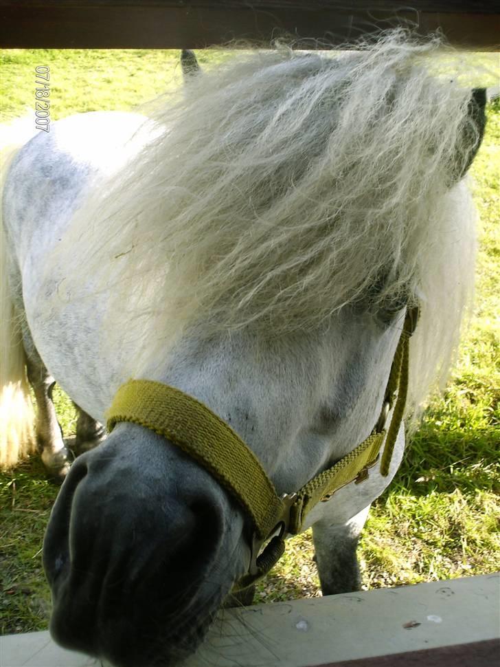 Shetlænder Charlie  billede 8