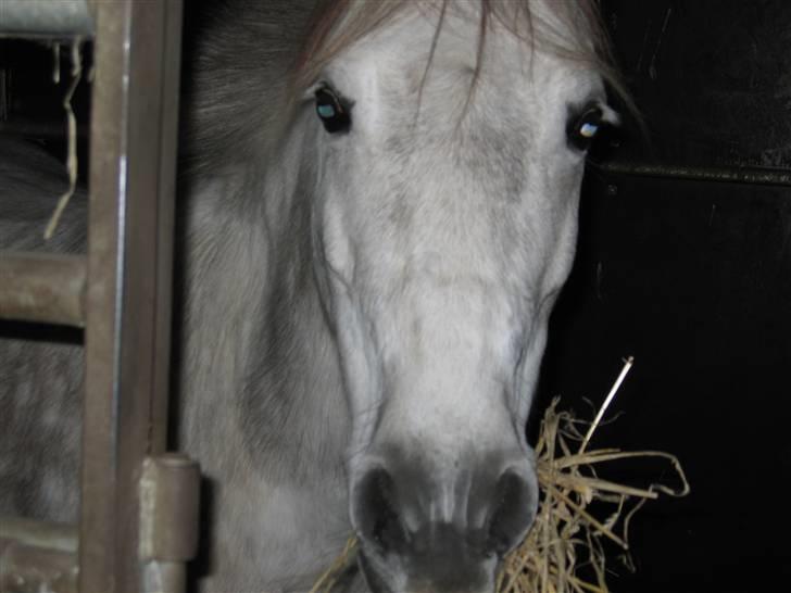 Anden særlig race sille - Solgt - Smukke Sille i sin boks... <3<3 billede 4