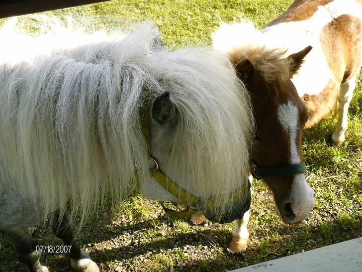 Shetlænder Charlie  billede 9