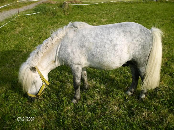 Shetlænder Charlie  - Ny fritz... lækker lækker... billede 10