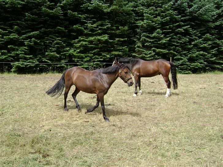 Welsh Pony (sec B) Rikke - på ridelejr igen billede 9