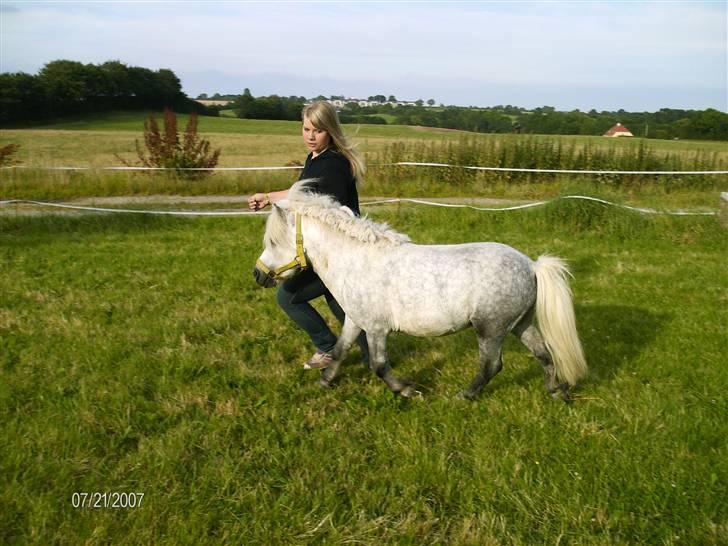 Shetlænder Charlie  billede 11