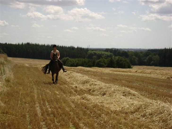 Welsh Pony (sec B) Rikke - hjemme på marken<33 billede 10