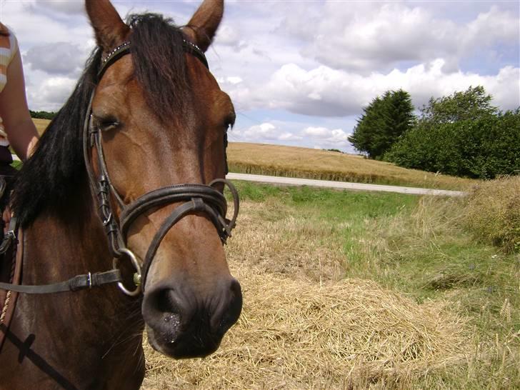 Welsh Pony (sec B) Rikke - solen skinner jeg får det i øjnene billede 11