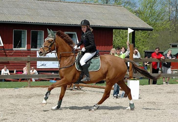 Hannoveraner Løth's Ami (solgt) - ami og jeg skynder os i omspringningen på ISR (: <3 billed taget af Cecilie (Chaos) (: billede 3