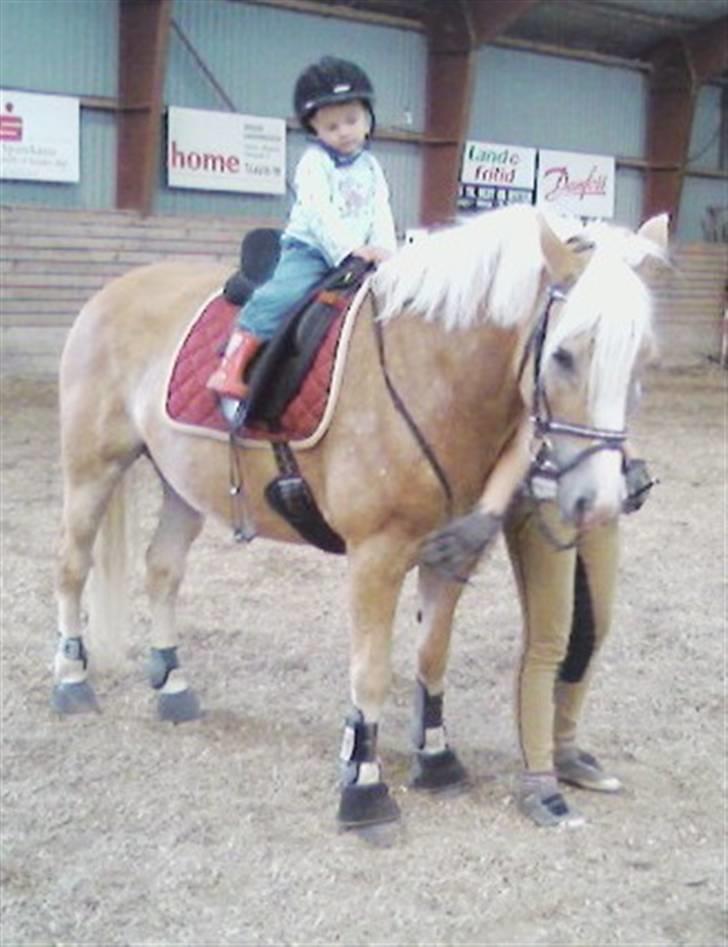 Haflinger Gallon  * SOLGT * - Gallon <3 && min lille niece  xb billede 1