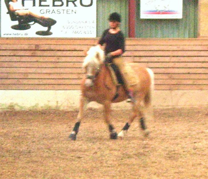 Haflinger Gallon  * SOLGT * - Lidt dressurtræning :)  <3 billede 2