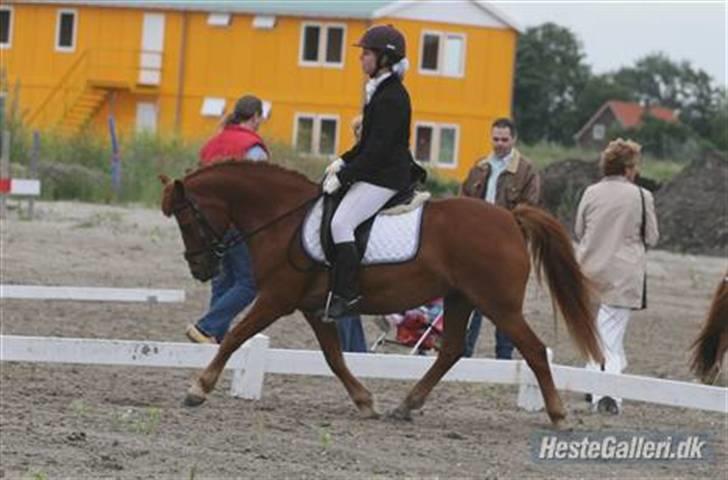 Anden særlig race Sukema - Solgt - Sukema til Kring ´07 (områdemesterskab). andet år vi var til det. billede 4