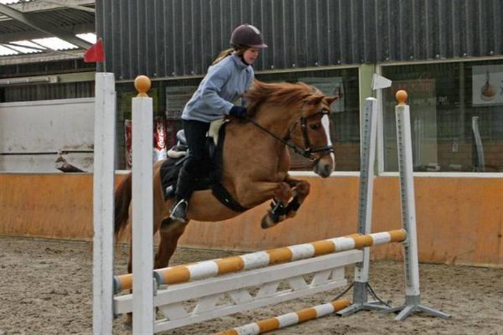 Anden særlig race Sukema - Solgt - øvelses spring stævne. billede 6