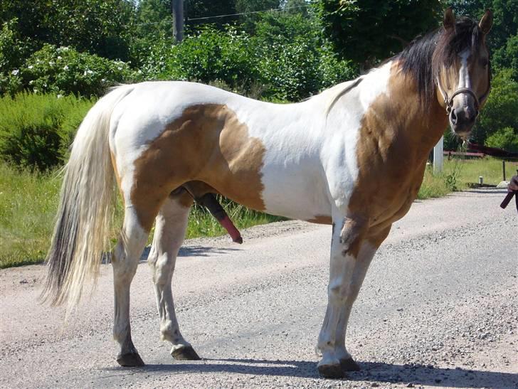 Paint Gamblers watnsee  billede 10