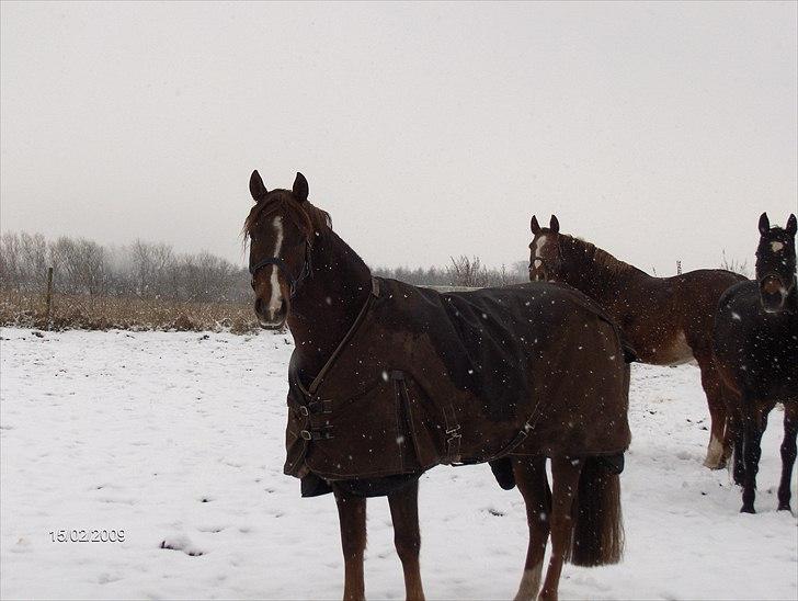 Hollandsk Sportspony Hotse  billede 20