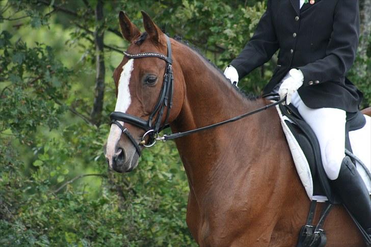 Anden særlig race Niko *Pops*Tøsedreng* - Sommeren 10  - Stævne Gedsted, fotograf Sandie billede 1