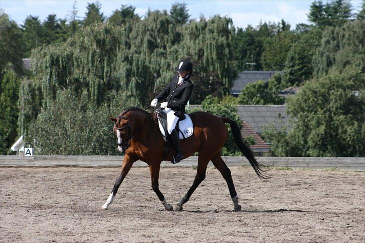 Anden særlig race Niko *Pops*Tøsedreng* - Sommeren 10- Stævne Gedsted, fotograf Sandie billede 2