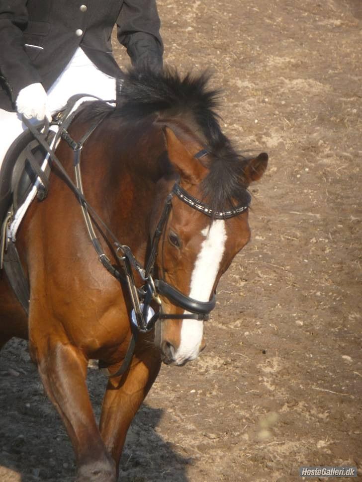 Anden særlig race Niko *Pops*Tøsedreng* - Foråret 09 - Stævne i Farstrup billede 4