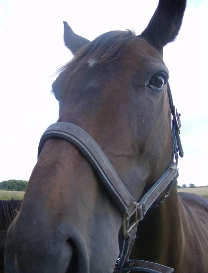 Oldenborg ** manja er solgt** - How are you doing?? billede 8