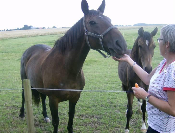Oldenborg ** manja er solgt** - "Mormor" er kommet med gulerødder. billede 9