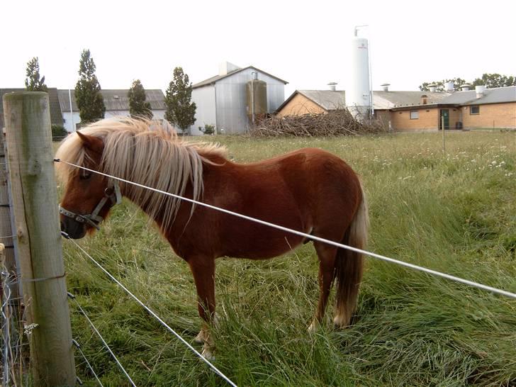 Miniature Søbygård´s Champion  billede 3