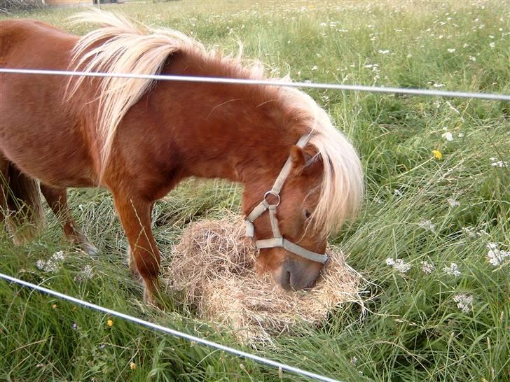 Miniature Søbygård´s Champion  billede 4
