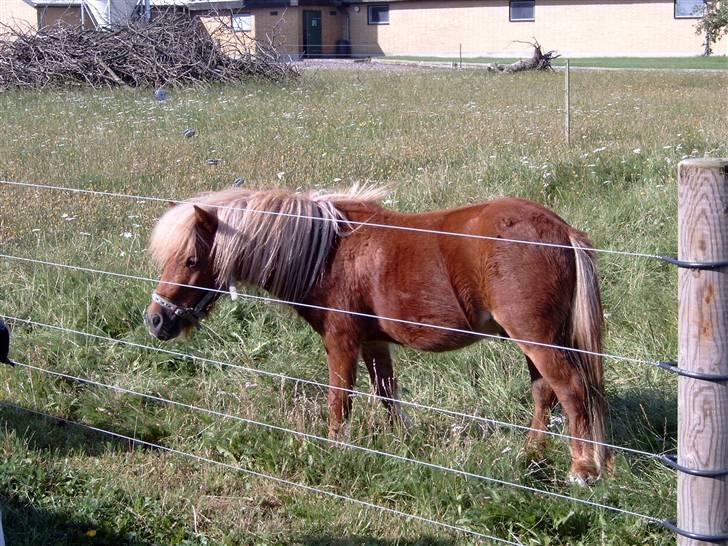 Miniature Søbygård´s Champion  billede 8