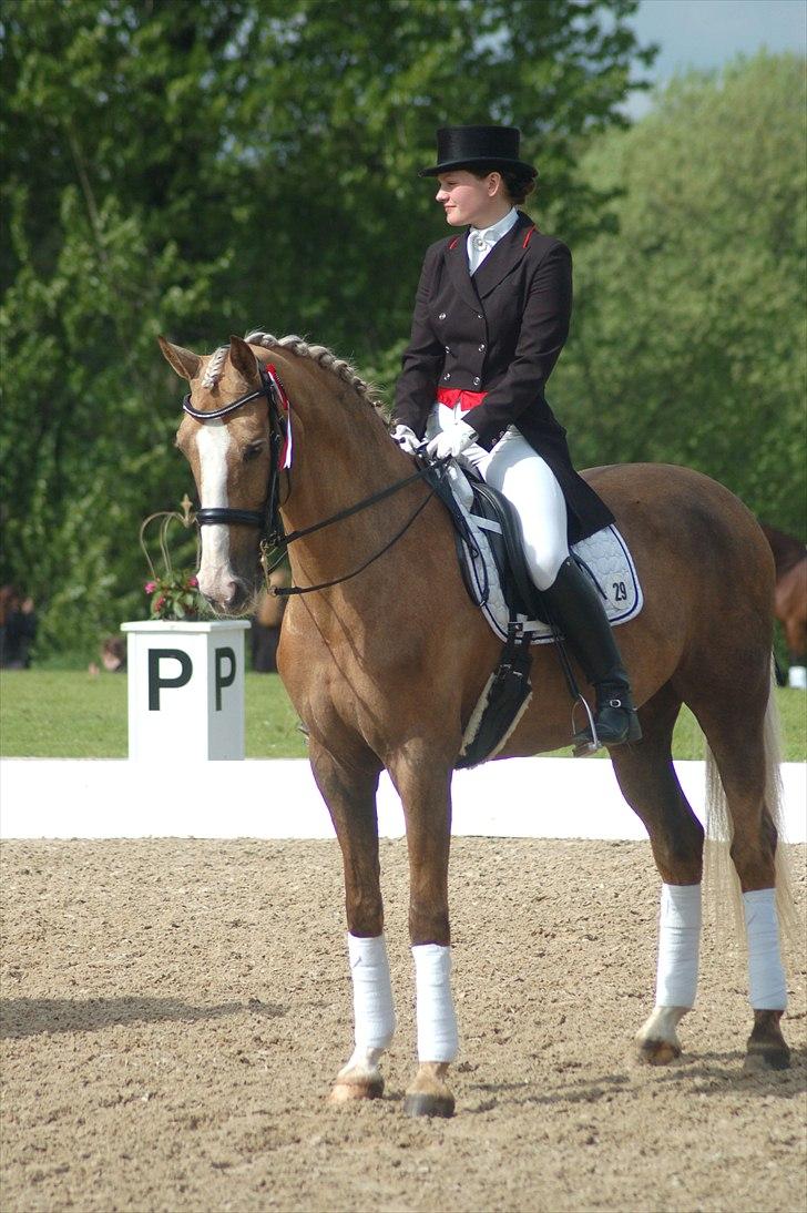 Palomino Nivea Stauslykke - Ecco Cup på Broholm billede 5