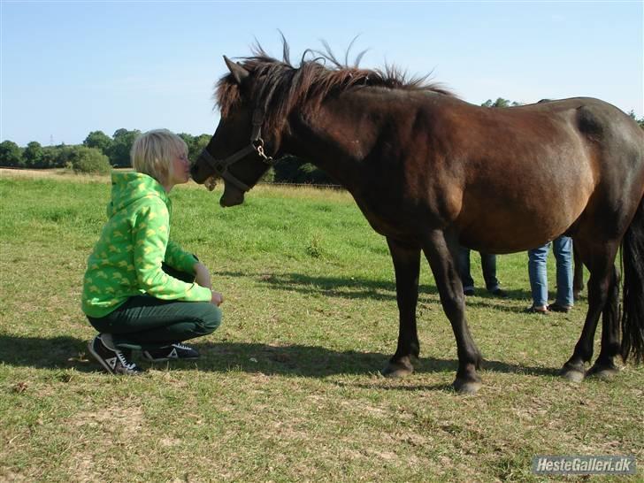 Anden særlig race Buller *Solgt*  - NYT ! Hos nye ejer .  billede 6