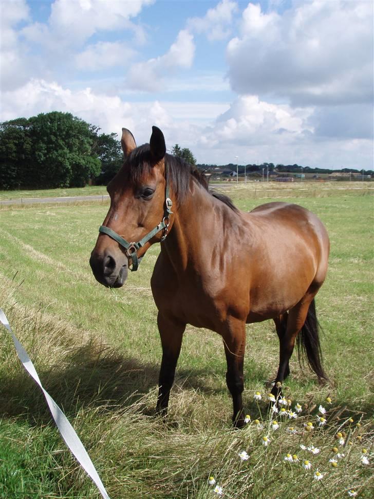 Dansk Varmblod Savannah - savannah på græs (2007) billede 7