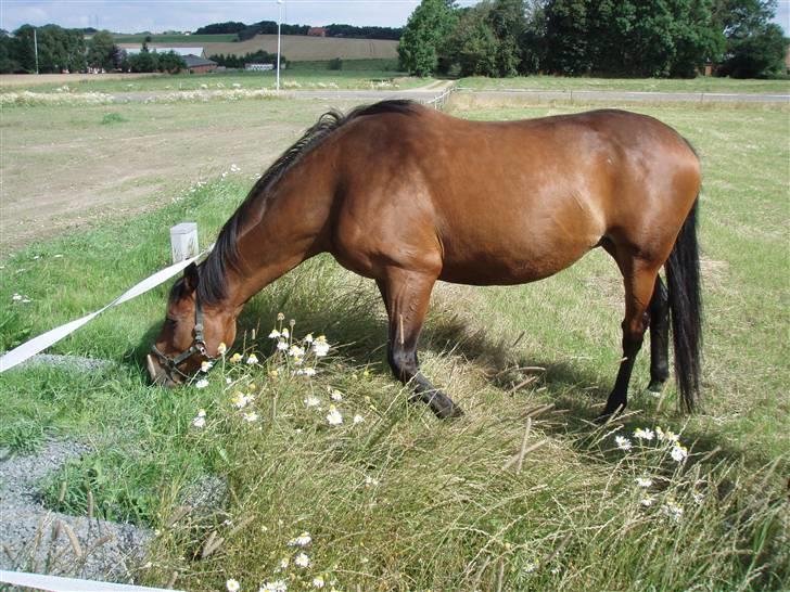 Dansk Varmblod Savannah - Græsset smager altså meget bedre på den anden side af hegnet billede 9