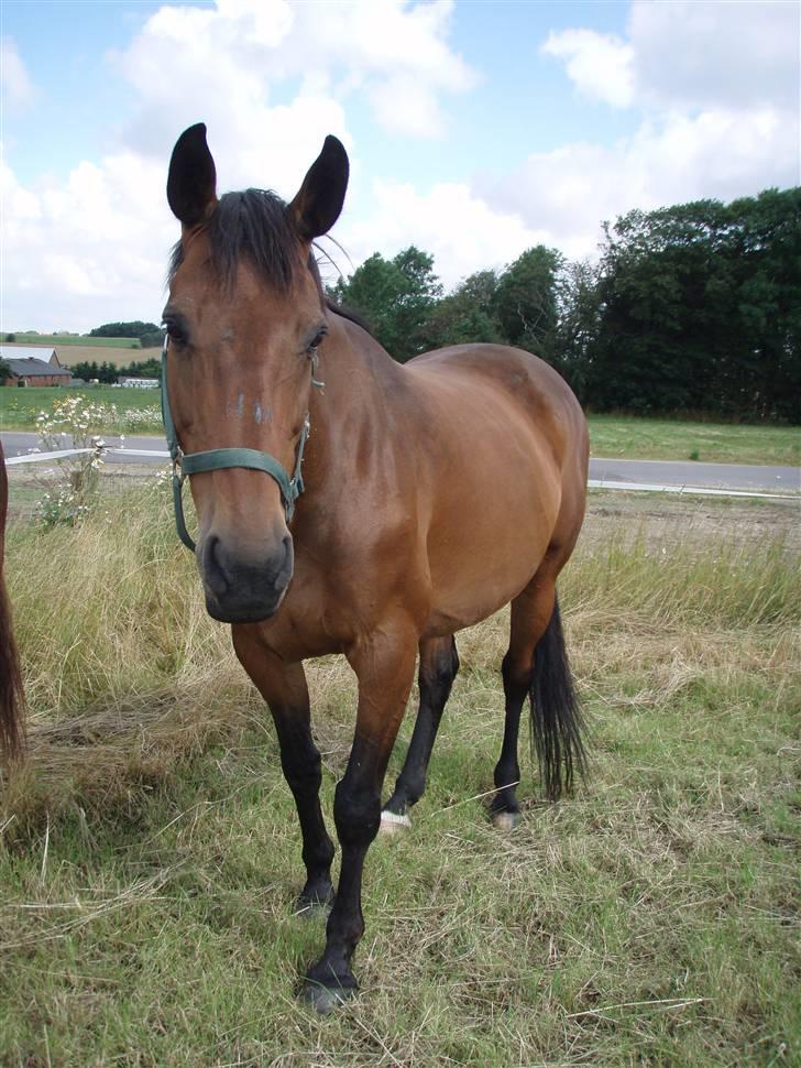Dansk Varmblod Savannah - Heej billede 10