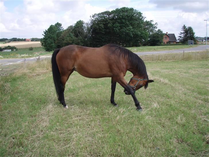 Dansk Varmblod Savannah - Det klør!! billede 15
