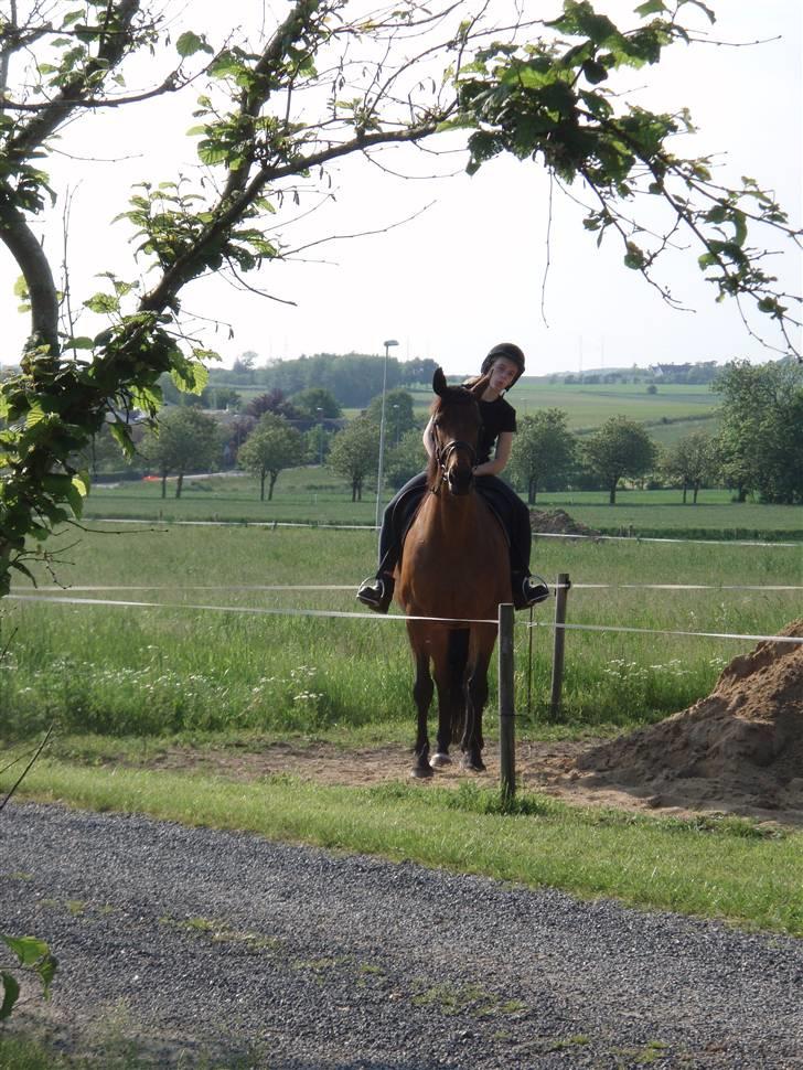 Dansk Varmblod Savannah - - " - billede 18