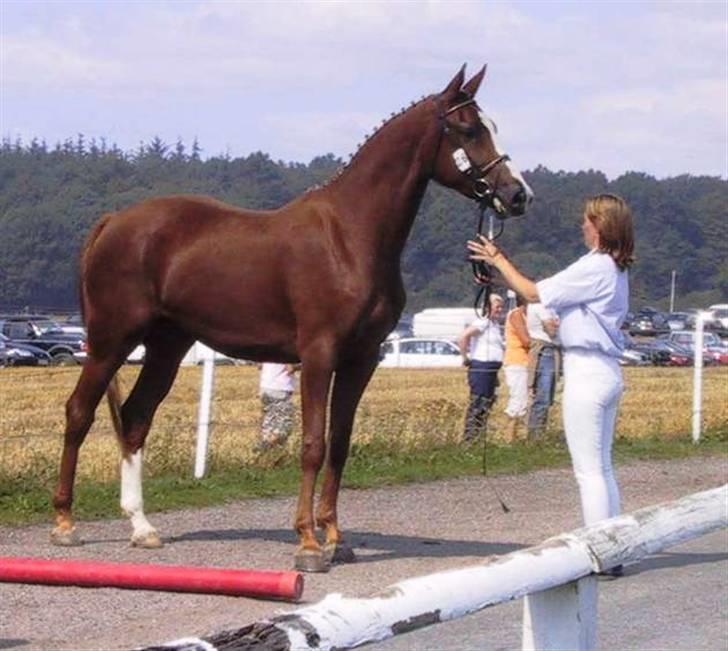 Dansk Varmblod Fame  billede 1