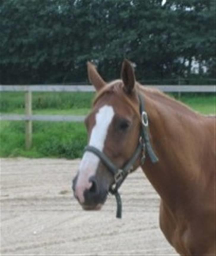 Dansk Varmblod Fame  billede 2