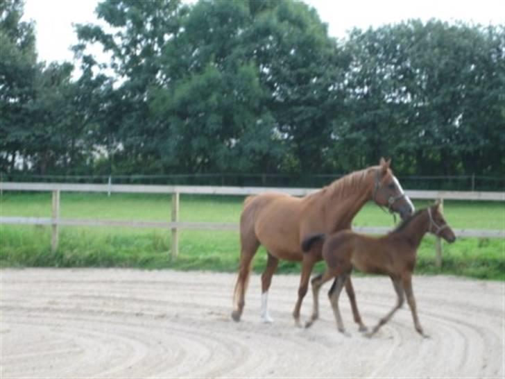 Dansk Varmblod Fame  billede 3