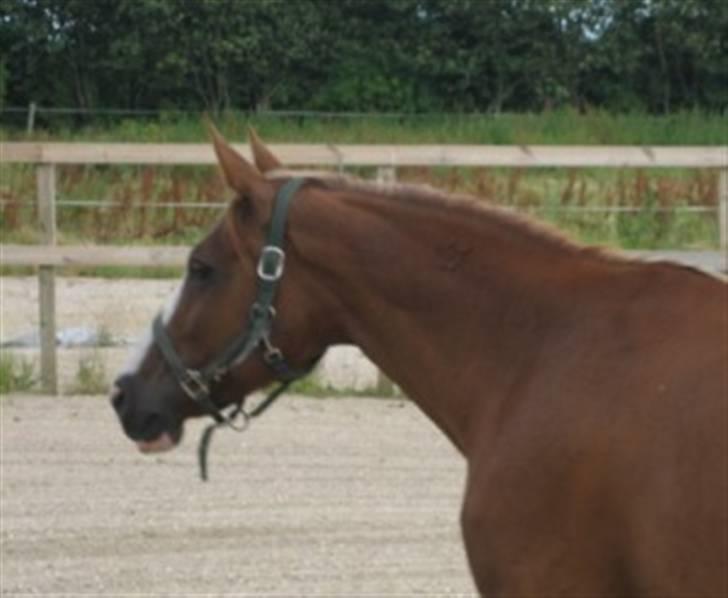 Dansk Varmblod Fame  billede 4