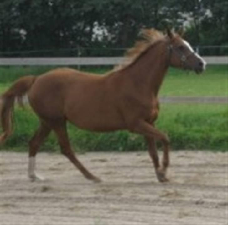 Dansk Varmblod Fame  billede 5