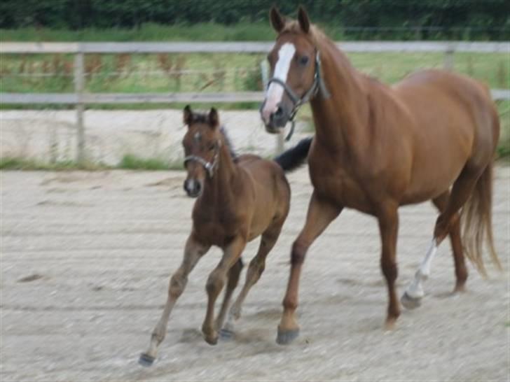 Dansk Varmblod Fame  billede 6