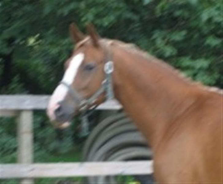 Dansk Varmblod Fame  billede 7