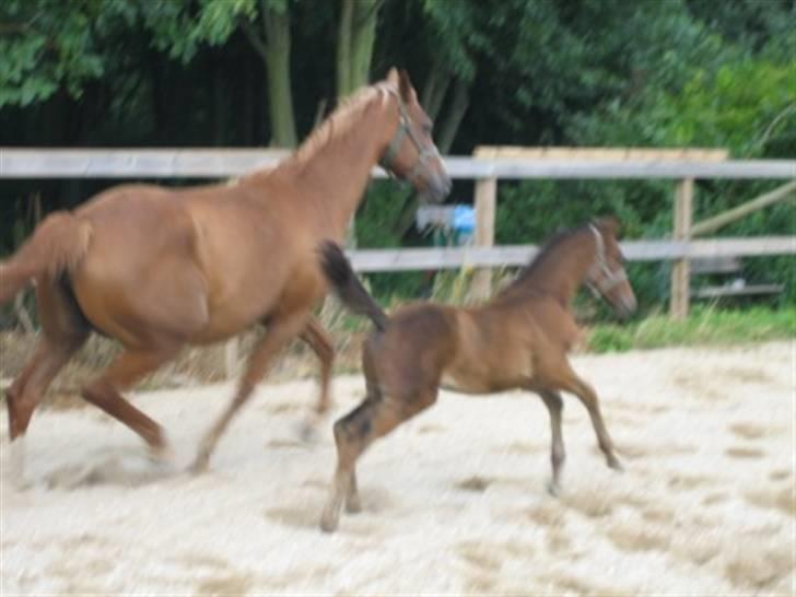 Dansk Varmblod Fame  billede 8